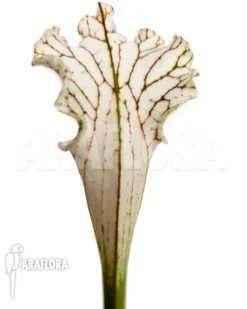 Trumpet Pitcherplant 'Sarracenia Leucophylla 'Red Line'' -Green Haven Sales Store Sarracenia leucophylla Red Line 4