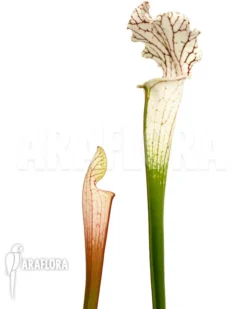 Trumpet Pitcherplant 'Sarracenia Leucophylla 'Red Line'' -Green Haven Sales Store Sarracenia leucophylla Red Line 5