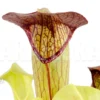 Trumpet Pitcherplant 'Sarracenia Minor X Alata'