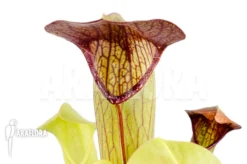 Trumpet Pitcherplant 'Sarracenia Minor X Alata'