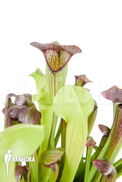 Trumpet Pitcherplant 'Sarracenia Minor X Alata' 8 Trumpet Pitcherplant 'Sarracenia Minor X Alata' -Green Haven Sales Store Sarracenia minor x alata 3