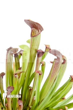 Trumpet Pitcherplant 'Sarracenia Minor X Alata' 7 Trumpet Pitcherplant 'Sarracenia Minor X Alata' -Green Haven Sales Store Sarracenia minor x alata 4
