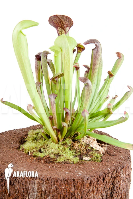 Trumpet Pitcherplant 'Sarracenia Minor X Alata' 2 Trumpet Pitcherplant 'Sarracenia Minor X Alata' - Image 2