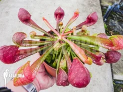 Trumpet Pitcherplant 'Sarracenia Psittacina Giant'