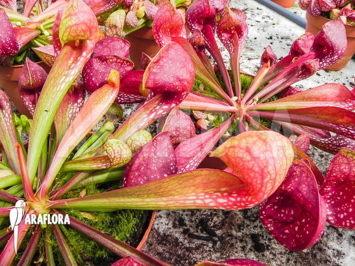 Trumpet Pitcherplant 'Sarracenia Psittacina Giant' 2 Trumpet Pitcherplant 'Sarracenia Psittacina Giant' - Image 2