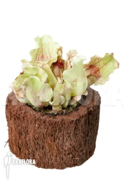 Trumpet Pitcherplant 'Sarracenia Purpurea Var Venosa 'White Ghost' -Green Haven Sales Store Sarracenia purpurea var venosa White Ghost 2