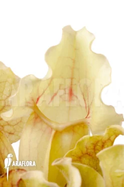 Trumpet Pitcherplant 'Sarracenia Purpurea Var Venosa 'White Ghost' -Green Haven Sales Store Sarracenia purpurea var venosa White Ghost 3
