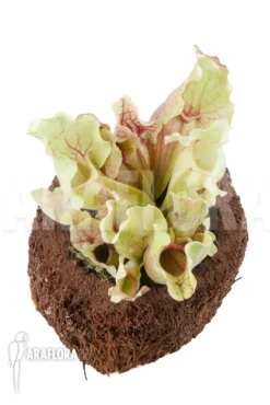 Trumpet Pitcherplant 'Sarracenia Purpurea Var Venosa 'White Ghost' -Green Haven Sales Store Sarracenia purpurea var venosa White Ghost 5