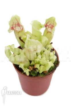 Trumpet Pitcherplant 'Sarracenia Purpurea Var Venosa 'White Ghost' 'Starter'