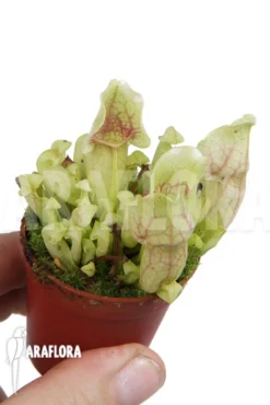 Trumpet Pitcherplant 'Sarracenia Purpurea Var Venosa 'White Ghost' 'Starter' -Green Haven Sales Store Sarracenia purpurea var venosa White Ghost Starter 2