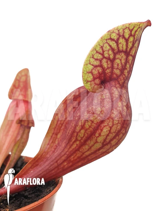 Strumpet Pitcherplant Sarracenia X Hans 'M' 1 Strumpet Pitcherplant Sarracenia X Hans 'M'