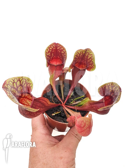 Strumpet Pitcherplant Sarracenia X Hans 'M' 2 Strumpet Pitcherplant Sarracenia X Hans 'M' - Image 2
