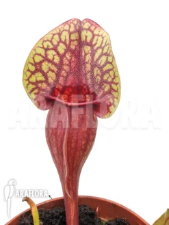 Strumpet Pitcherplant Sarracenia X Hans 'M' 8 Strumpet Pitcherplant Sarracenia X Hans 'M' -Green Haven Sales Store Sarracenia x Hans M 3