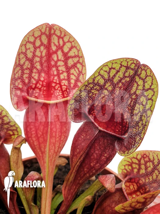 Trumpet Pitcherplant Sarracenia X Hans 'XL' 1 Trumpet Pitcherplant Sarracenia X Hans 'XL'