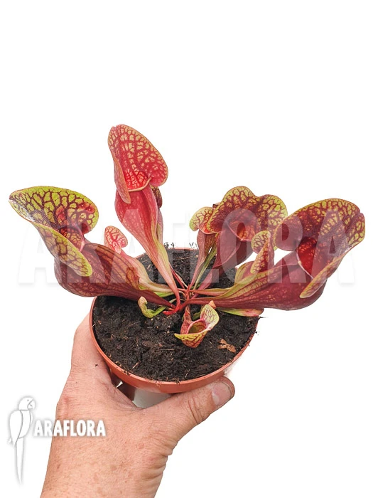 Trumpet Pitcherplant Sarracenia X Hans 'XL' 2 Trumpet Pitcherplant Sarracenia X Hans 'XL' - Image 2