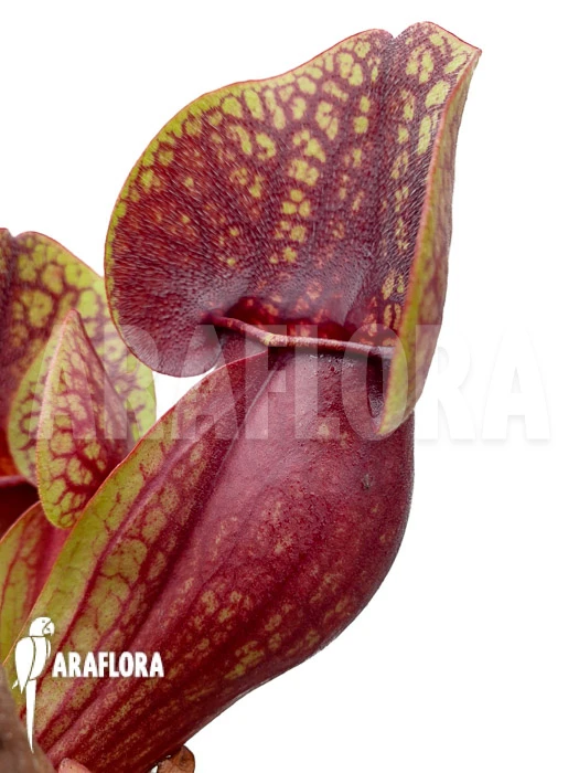 Trumpet Pitcherplant Sarracenia X Hans 'XL' 3 Trumpet Pitcherplant Sarracenia X Hans 'XL' - Image 3