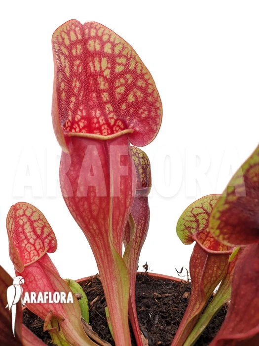 Trumpet Pitcherplant Sarracenia X Hans 'XL' 4 Trumpet Pitcherplant Sarracenia X Hans 'XL' - Image 4