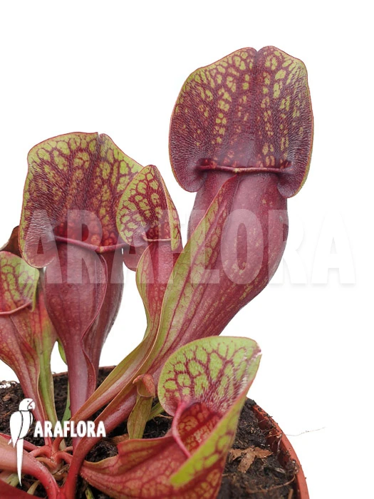 Trumpet Pitcherplant Sarracenia X Hans 'XL' 5 Trumpet Pitcherplant Sarracenia X Hans 'XL' - Image 5