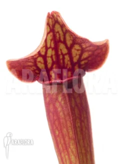 Trumpet Pitcherplant Sarracenia X Tess 'L' -Green Haven Sales Store Sarracenia x tess 1 1