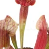 Trumpet Pitcherplant Sarracenia X Tess 'L'