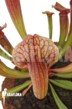 Trumpet Pitcherplant Sarracenia X Tess 'L' -Green Haven Sales Store Sarracenia x tess L 4