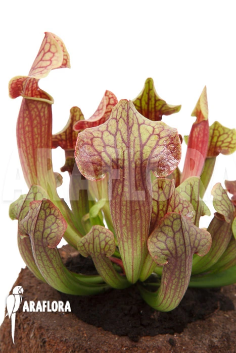 Trumpet Pitcherplant Sarracenia X Tess 'XL' 1 Trumpet Pitcherplant Sarracenia X Tess 'XL'