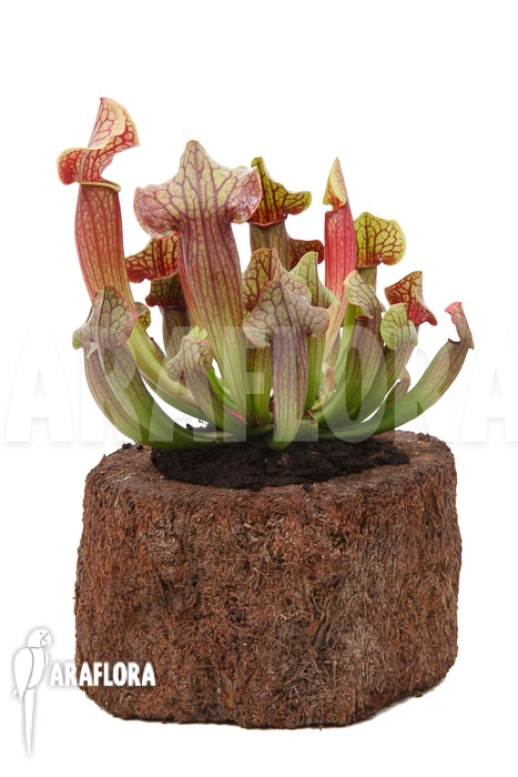 Trumpet Pitcherplant Sarracenia X Tess 'XL' 2 Trumpet Pitcherplant Sarracenia X Tess 'XL' - Image 2