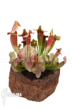 Trumpet Pitcherplant Sarracenia X Tess 'XL' 8 Trumpet Pitcherplant Sarracenia X Tess 'XL' -Green Haven Sales Store Sarracenia x tess XL 3