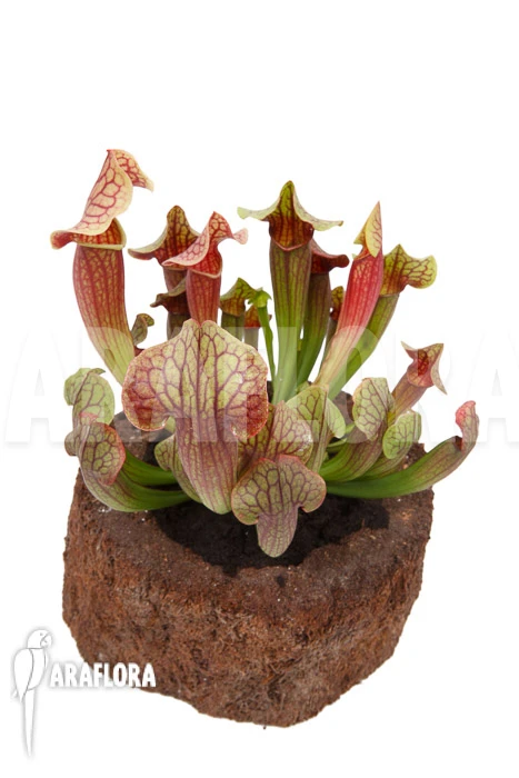 Trumpet Pitcherplant Sarracenia X Tess 'XL' 3 Trumpet Pitcherplant Sarracenia X Tess 'XL' - Image 3