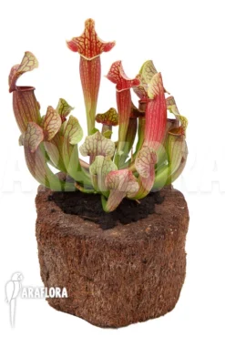 Trumpet Pitcherplant Sarracenia X Tess 'XL' 9 Trumpet Pitcherplant Sarracenia X Tess 'XL' -Green Haven Sales Store Sarracenia x tess XL 4