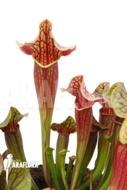 Trumpet Pitcherplant Sarracenia X Tess 'XL' 10 Trumpet Pitcherplant Sarracenia X Tess 'XL' -Green Haven Sales Store Sarracenia x tess XL 5