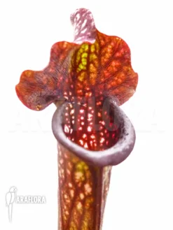 Trumpet Pitcherplant 'Sarracenia X Twister'