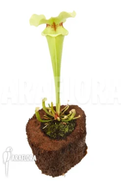 Trumpet Pitcherplant 'Sarracenia X Yellow Bird' -Green Haven Sales Store Sarracenia x yellow bird 2