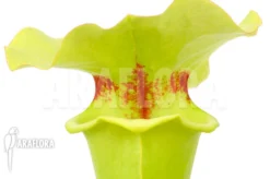 Trumpet Pitcherplant 'Sarracenia X Yellow Bird' -Green Haven Sales Store Sarracenia x yellow bird 3