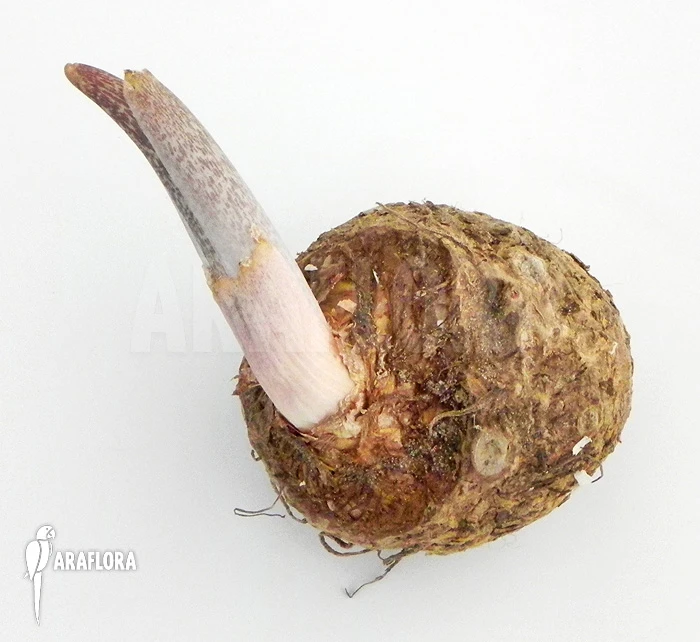 Voodoo Lily 'Sauromatum Venosum' 5 Voodoo Lily 'Sauromatum Venosum' - Image 5