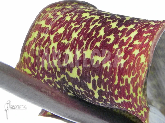 Voodoo Lily 'Sauromatum Venosum' 4 Voodoo Lily 'Sauromatum Venosum' - Image 4