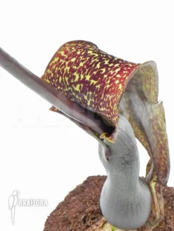 Voodoo Lily 'Sauromatum Venosum' 8 Voodoo Lily 'Sauromatum Venosum' -Green Haven Sales Store Sauromatum venosum 5