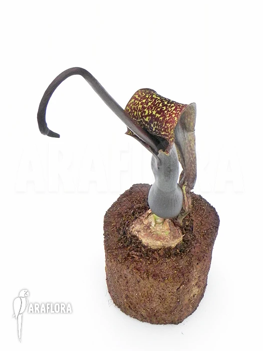 Voodoo Lily 'Sauromatum Venosum' 2 Voodoo Lily 'Sauromatum Venosum' - Image 2