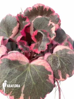 Saxifraga Stolonifera Tricolor