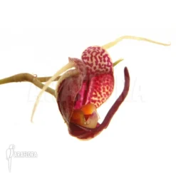 Orchid 'Scaphosepalum Digitale'