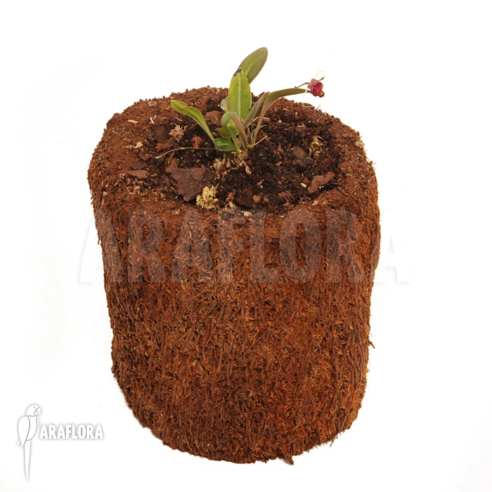 Orchid 'Scaphosepalum Digitale' 2 Orchid 'Scaphosepalum Digitale' - Image 2