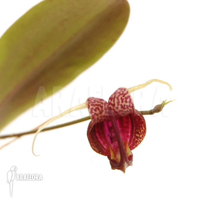 Orchid 'Scaphosepalum Digitale' 3 Orchid 'Scaphosepalum Digitale' - Image 3