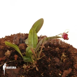 Orchid 'Scaphosepalum Digitale' 9 Orchid 'Scaphosepalum Digitale' -Green Haven Sales Store Scaphosepalum digitale 4