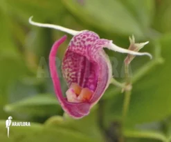 Orchid 'Scaphosepalum Digitale' 10 Orchid 'Scaphosepalum Digitale' -Green Haven Sales Store Scaphosepalum digitale 5