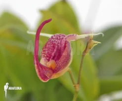 Orchid 'Scaphosepalum Digitale' 11 Orchid 'Scaphosepalum Digitale' -Green Haven Sales Store Scaphosepalum digitale 6