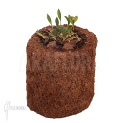 Orchid 'Scaphosepalum Rapax' -Green Haven Sales Store Scaphosepalum rapax 3