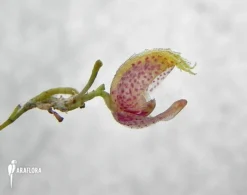 Orchid 'Scaphosepalum Rapax' -Green Haven Sales Store Scaphosepalum rapax 4