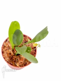 Orchid 'Scaphosepalum Verrucosum 'S'' 9 Orchid 'Scaphosepalum Verrucosum 'S'' -Green Haven Sales Store Scaphosepalum verrucosum 3