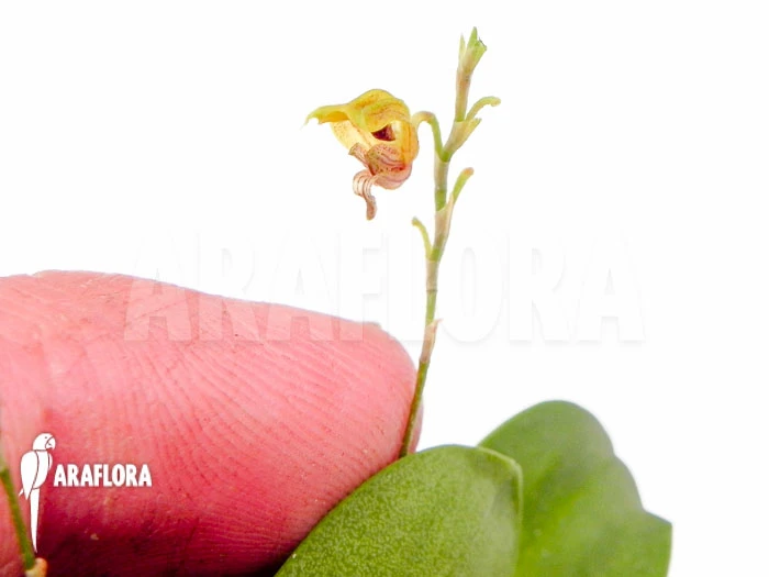 Orchid 'Scaphosepalum Verrucosum 'S'' 3 Orchid 'Scaphosepalum Verrucosum 'S'' - Image 3