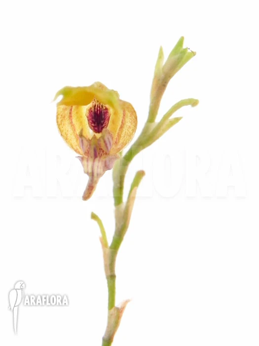 Orchid 'Scaphosepalum Verrucosum 'S'' 2 Orchid 'Scaphosepalum Verrucosum 'S'' - Image 2